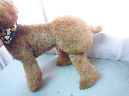 http://pet.e6.valueserver.jp/blog/P1100516.jpg