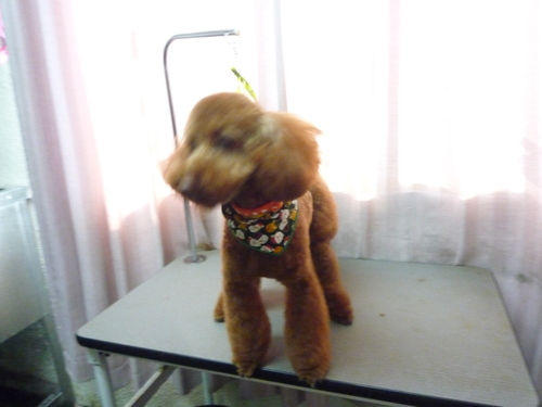 http://pet.e6.valueserver.jp/blog/P1100519.jpg