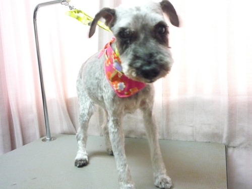http://pet.e6.valueserver.jp/blog/P1100593.jpg