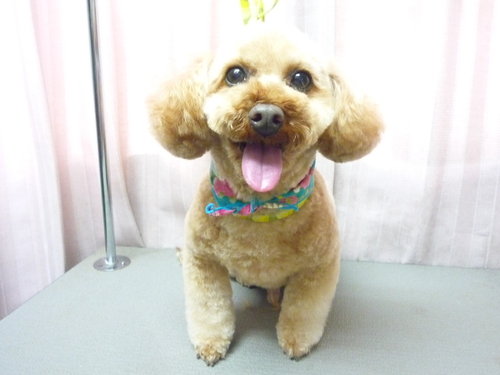 http://pet.e6.valueserver.jp/blog/P1100599.jpg