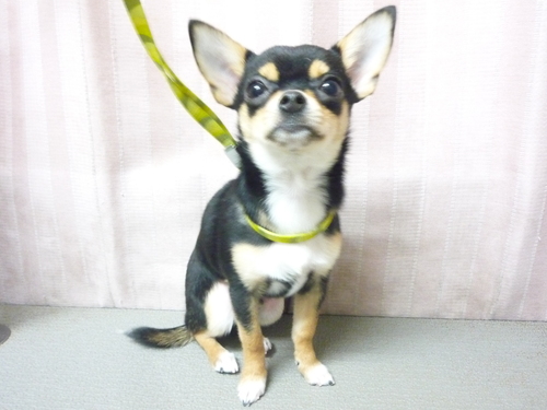 http://pet.e6.valueserver.jp/blog/P1100608.jpg