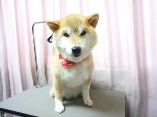 http://pet.e6.valueserver.jp/blog/P1100617.jpg