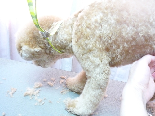 http://pet.e6.valueserver.jp/blog/P1100646.jpg