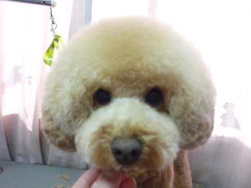 http://pet.e6.valueserver.jp/blog/P1100647.jpg