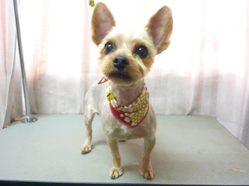 http://pet.e6.valueserver.jp/blog/P1100653.jpg