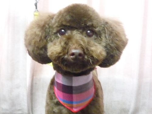 http://pet.e6.valueserver.jp/blog/P1100658.jpg
