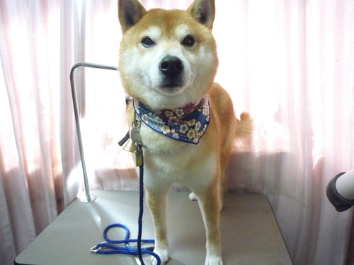 http://pet.e6.valueserver.jp/blog/P1100676.jpg