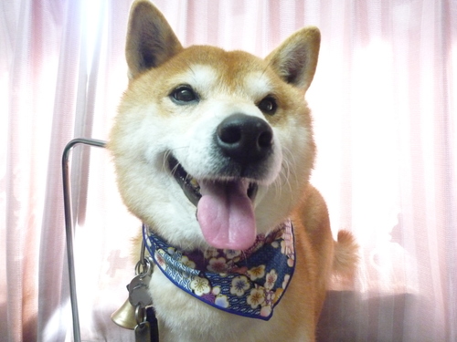 http://pet.e6.valueserver.jp/blog/P1100677.jpg