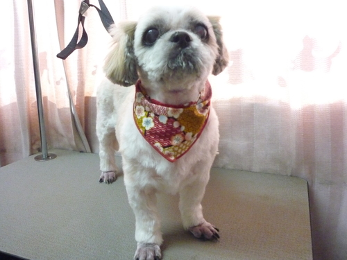 http://pet.e6.valueserver.jp/blog/P1100689.jpg