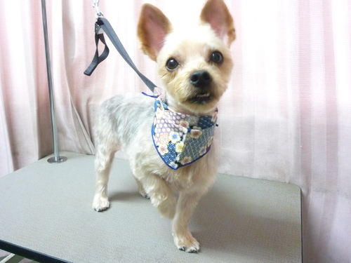 http://pet.e6.valueserver.jp/blog/P1100698.jpg