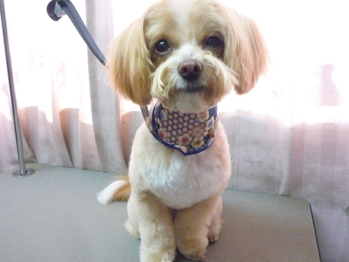 http://pet.e6.valueserver.jp/blog/P1100704.jpg