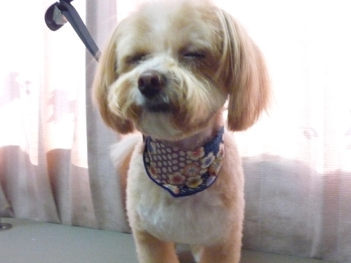 http://pet.e6.valueserver.jp/blog/P1100705.jpg