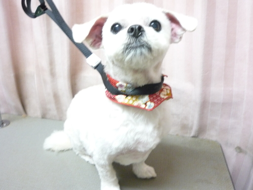 http://pet.e6.valueserver.jp/blog/P1100708.jpg