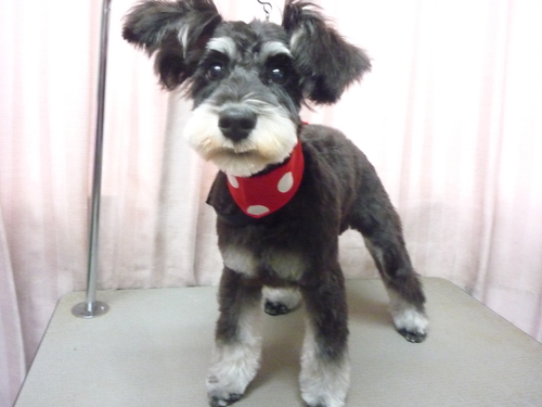 http://pet.e6.valueserver.jp/blog/P1100715.jpg