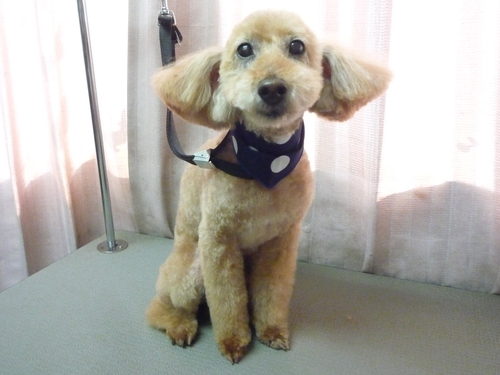 http://pet.e6.valueserver.jp/blog/P1100718.jpg