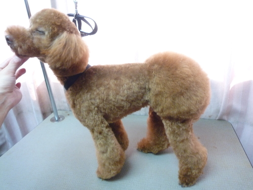 http://pet.e6.valueserver.jp/blog/P1100721.jpg