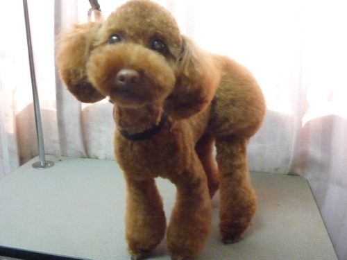 http://pet.e6.valueserver.jp/blog/P1100722.jpg