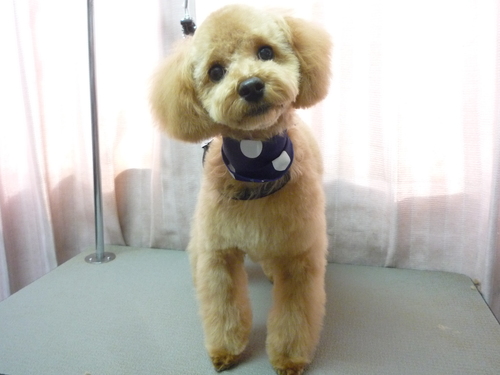 http://pet.e6.valueserver.jp/blog/P1100728.jpg