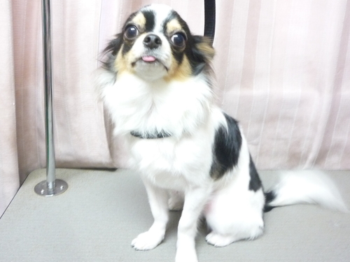 http://pet.e6.valueserver.jp/blog/P1100731.jpg