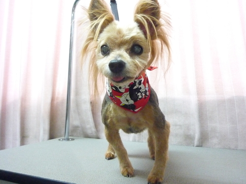 http://pet.e6.valueserver.jp/blog/P1100738.jpg
