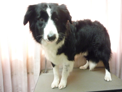 http://pet.e6.valueserver.jp/blog/P1100744.jpg