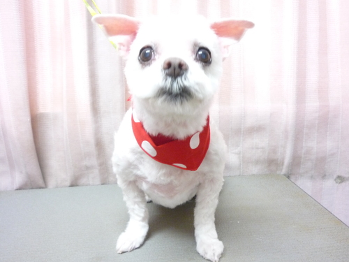 http://pet.e6.valueserver.jp/blog/P1100747.jpg