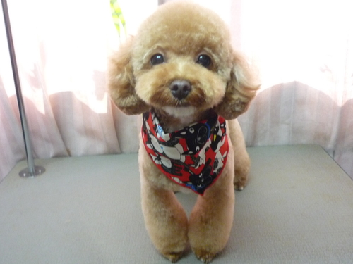 http://pet.e6.valueserver.jp/blog/P1100760.jpg