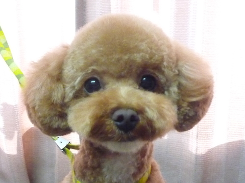 http://pet.e6.valueserver.jp/blog/P1100761.jpg