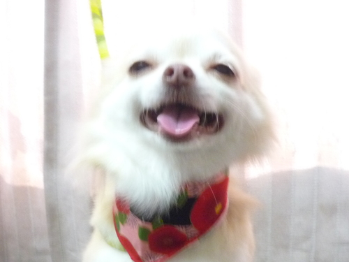 http://pet.e6.valueserver.jp/blog/P1100767.jpg