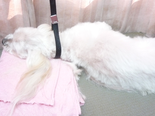 http://pet.e6.valueserver.jp/blog/P1100771.jpg