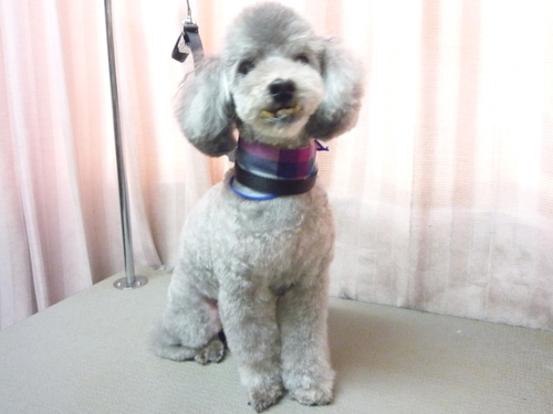 http://pet.e6.valueserver.jp/blog/P1100776.jpg