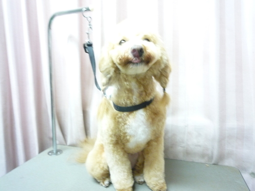 http://pet.e6.valueserver.jp/blog/P1100778.jpg
