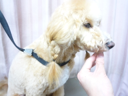 http://pet.e6.valueserver.jp/blog/P1100779.jpg
