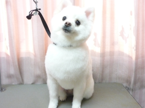 http://pet.e6.valueserver.jp/blog/P1100801.jpg
