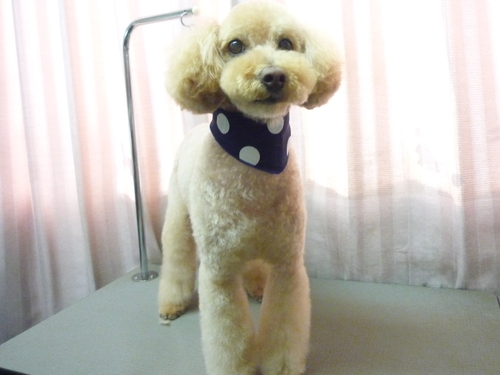 http://pet.e6.valueserver.jp/blog/P1100803.jpg