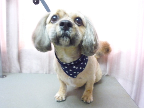 http://pet.e6.valueserver.jp/blog/P1100805.jpg