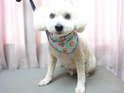 http://pet.e6.valueserver.jp/blog/P1100810.jpg