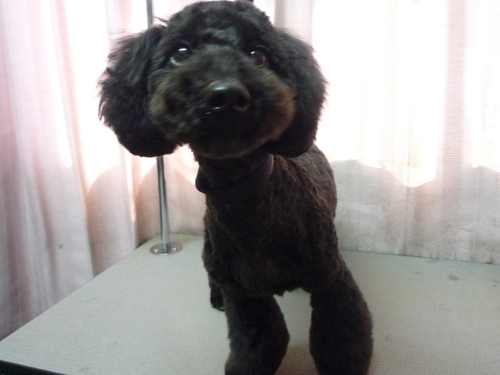 http://pet.e6.valueserver.jp/blog/P1100815.jpg