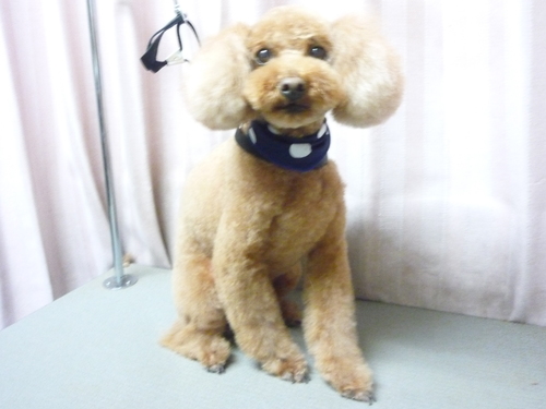 http://pet.e6.valueserver.jp/blog/P1100818.jpg