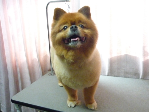 http://pet.e6.valueserver.jp/blog/P1100823.jpg
