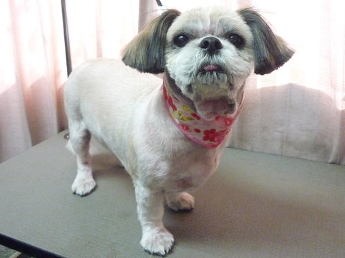 http://pet.e6.valueserver.jp/blog/P1100824.jpg