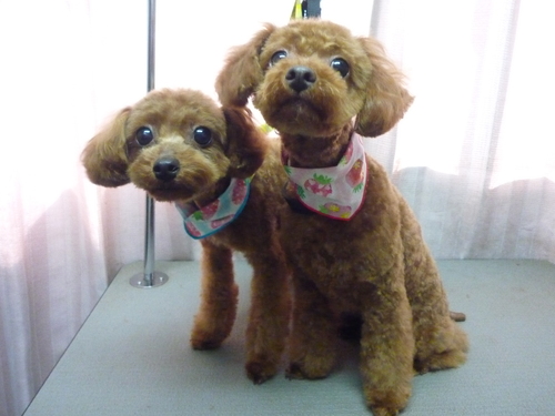 http://pet.e6.valueserver.jp/blog/P1100827.jpg