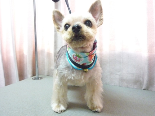 http://pet.e6.valueserver.jp/blog/P1100831.jpg