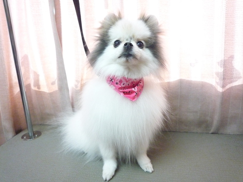 http://pet.e6.valueserver.jp/blog/P1100833.jpg