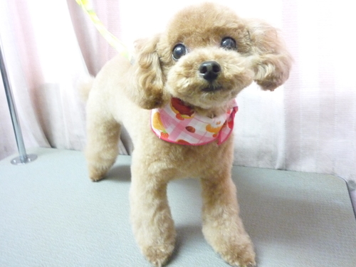 http://pet.e6.valueserver.jp/blog/P1100843.jpg