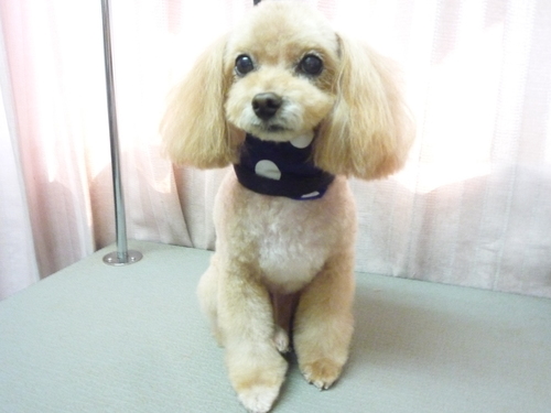 http://pet.e6.valueserver.jp/blog/P1100847.jpg