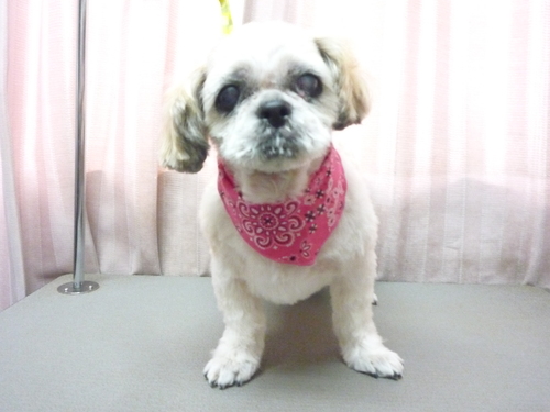 http://pet.e6.valueserver.jp/blog/P1100863.jpg