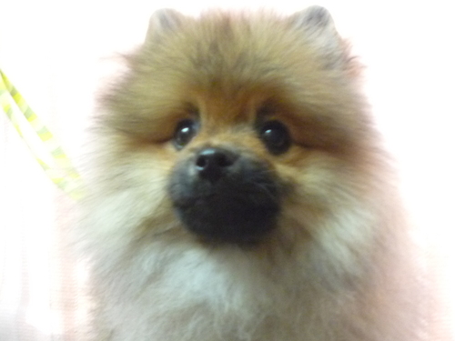 http://pet.e6.valueserver.jp/blog/P1100893.jpg