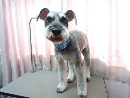 http://pet.e6.valueserver.jp/blog/P1100894.jpg