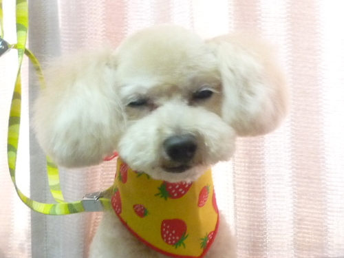 http://pet.e6.valueserver.jp/blog/P1100906.jpg